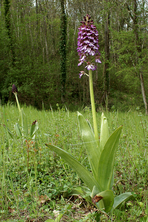 Spettacolo di Orchis purpurea!